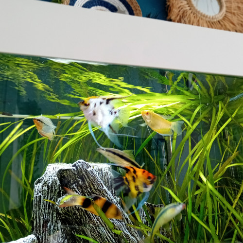 Lot poisson