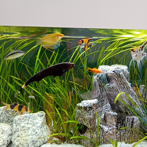 Lot poisson