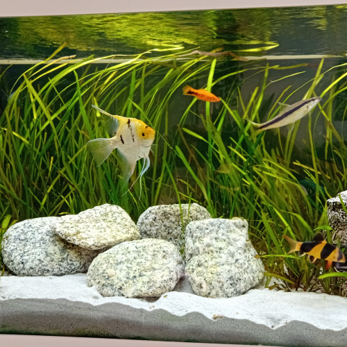 Lot poisson