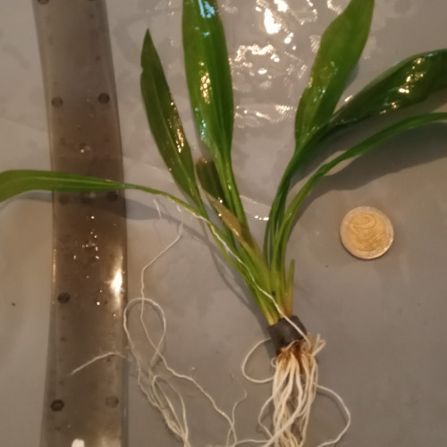 Grandes echinodorus
