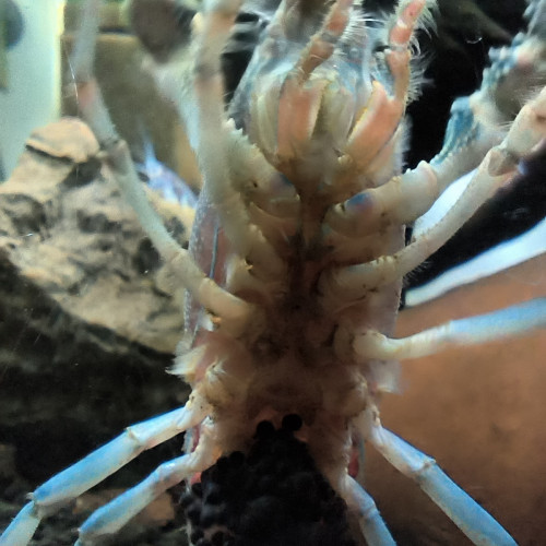 Procambarus alleni Juvéniles
