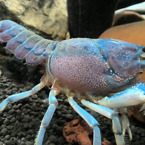 Procambarus alleni Juvéniles