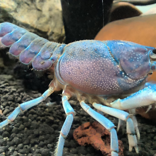 Procambarus alleni Juvéniles