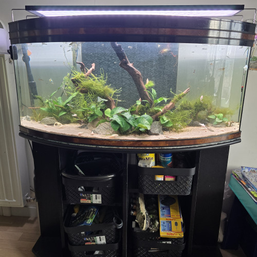 Aquarium Communautaire 210L - Un Paradis Aquatique Clé en Main
