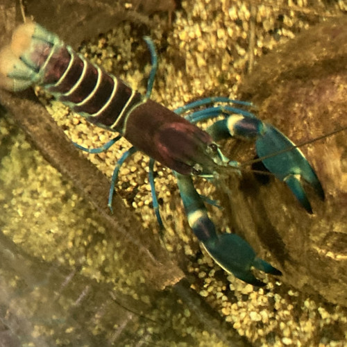 Ecrevisse CHERAX PULCHER