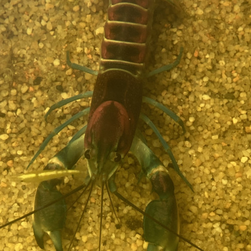 Ecrevisse CHERAX PULCHER