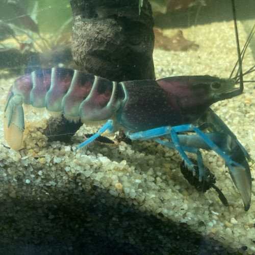 Ecrevisse CHERAX PULCHER