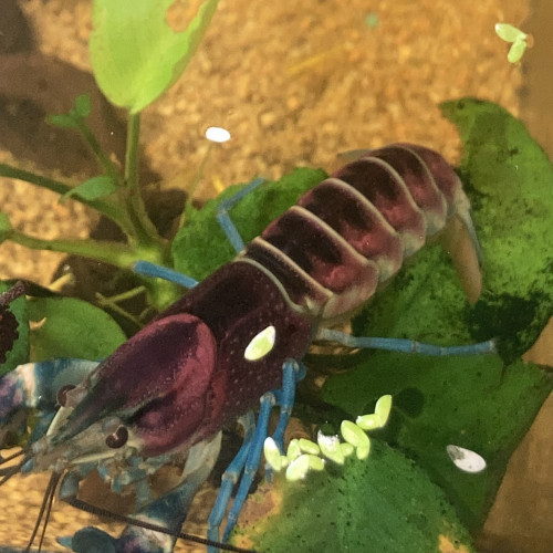 Ecrevisse CHERAX PULCHER