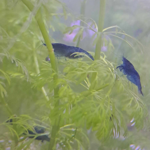 Crevettes bleues