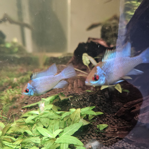 Ramirezi bleue électrique
