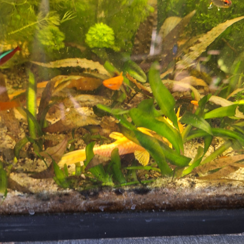 Poissons platys,et ancistrus gold