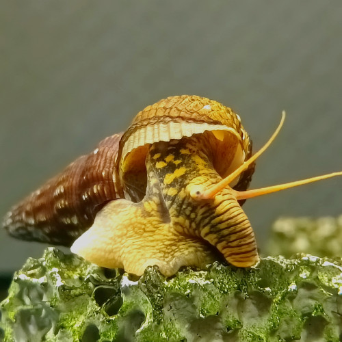 Tylomelania