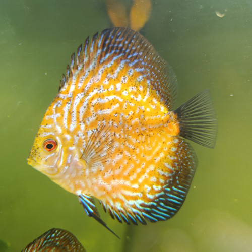 Reproduction de discus