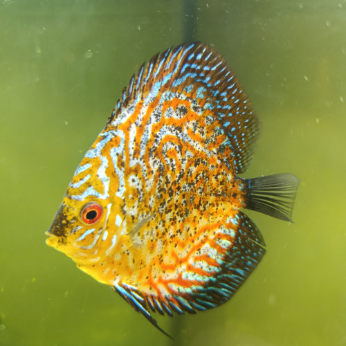 Reproduction de discus