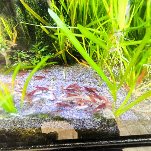 Red cherry