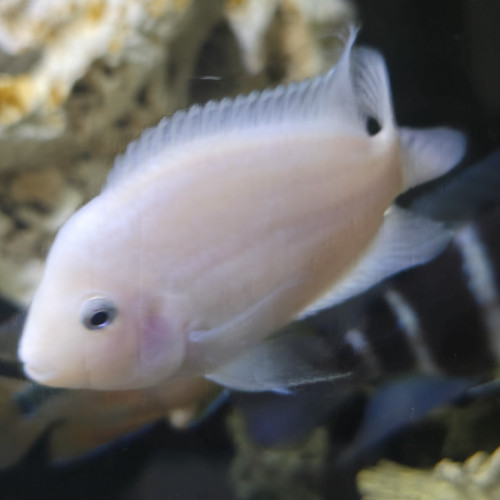 cichlides