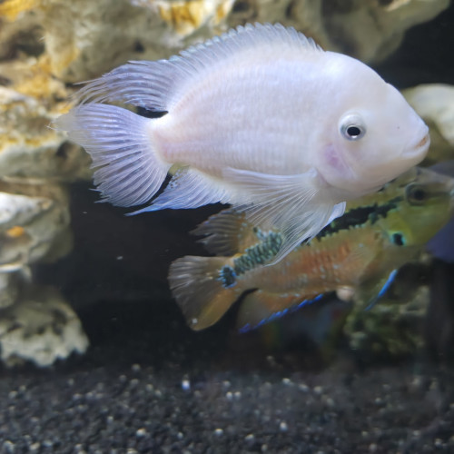 cichlides