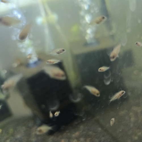 cichlides