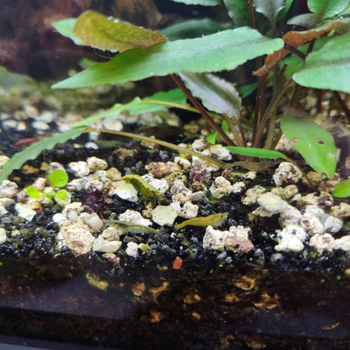Crevettes déclassées