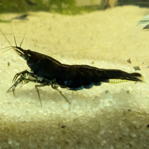 Neocaridina red