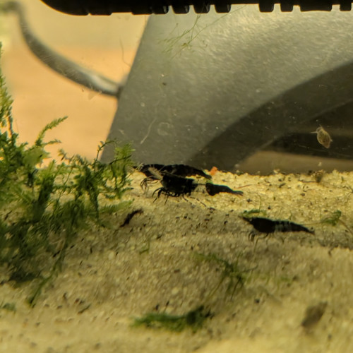Neocaridina red