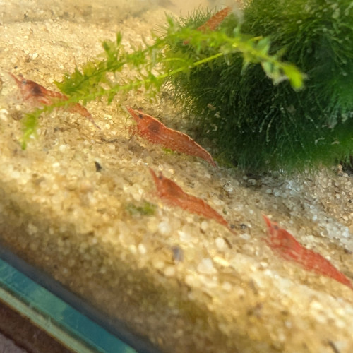 Neocaridina red