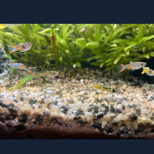 Poissons guppys endler et autres (Jeunes)