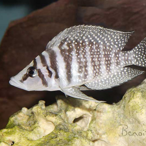 Donne Altolamprologus Calvus White Chaitika