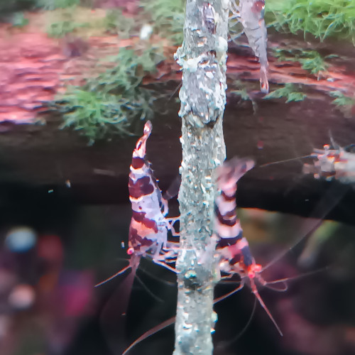 Racoon Tiger