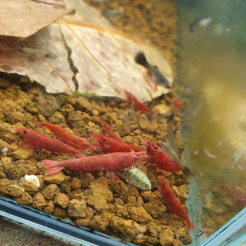 Neocaridina sakura red