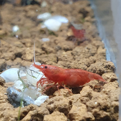 Neocaridina sakura red