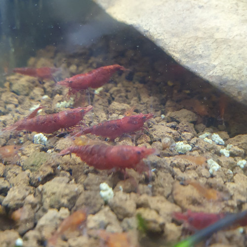 Neocaridina sakura red