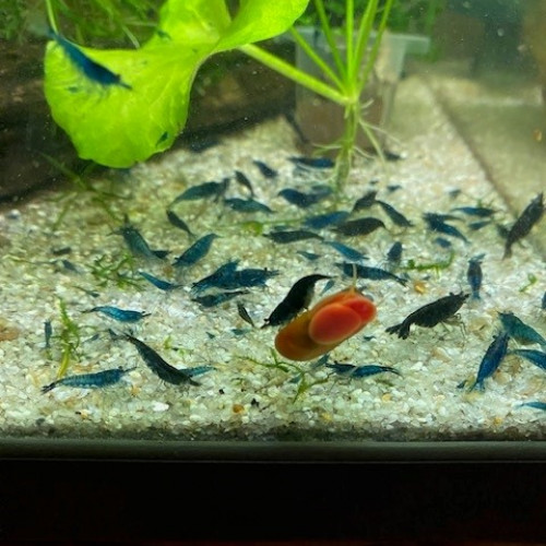 Crevettes blue velvet / blue dream