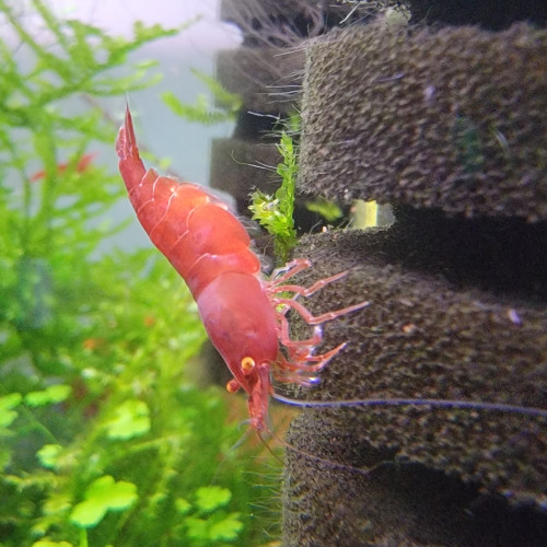 neocaridinas  bloody mary  oe