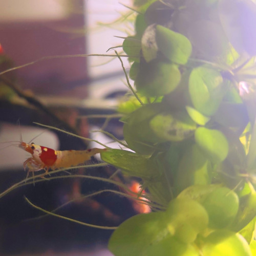 Crevettes : Caridina Crystal Red (CRS)