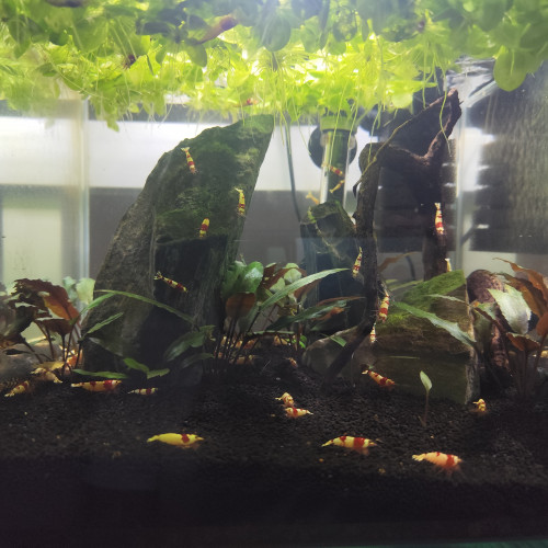 Crevettes : Caridina Crystal Red (CRS)