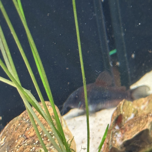 Corydoras orange Venezuela