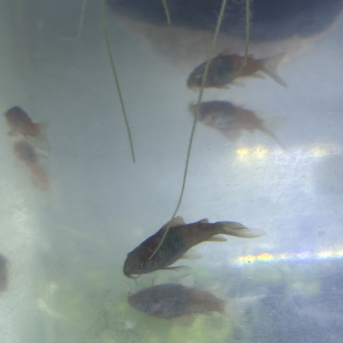 Corydoras orange Venezuela