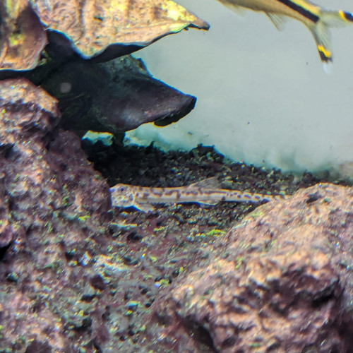 Donne poissons