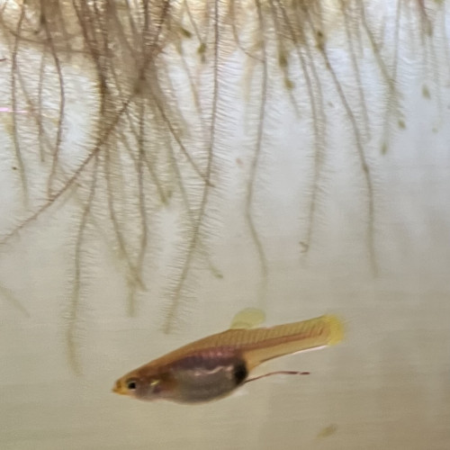 don guppy endler