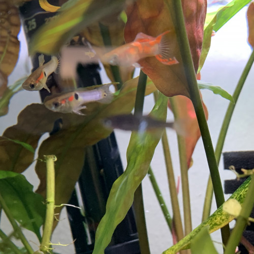 Alevins guppy endler (Poecilia wingei)