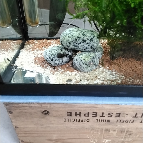 Ancistrus