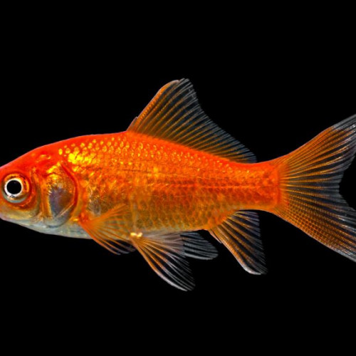 Poisson rouges & jaunes