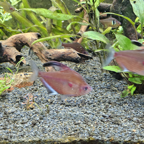 Don tetra