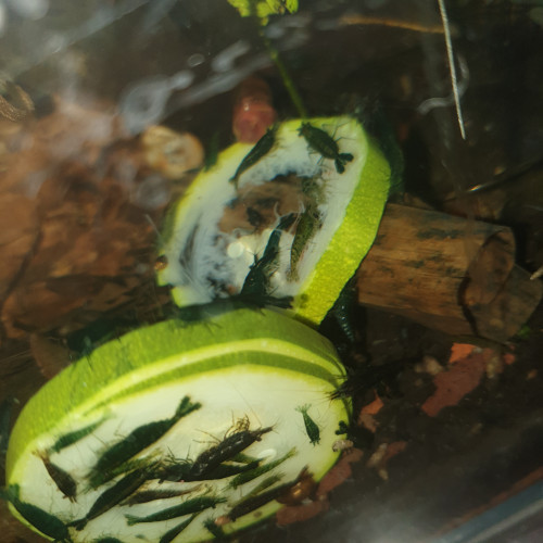 Green jade hulk