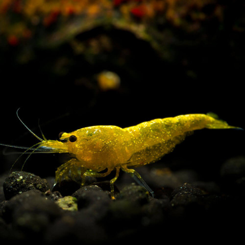 Crevettes yelow neo caridina