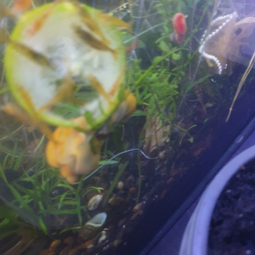 Orange tangerine