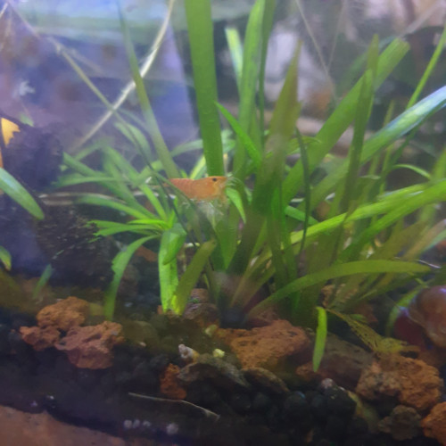 Orange tangerine