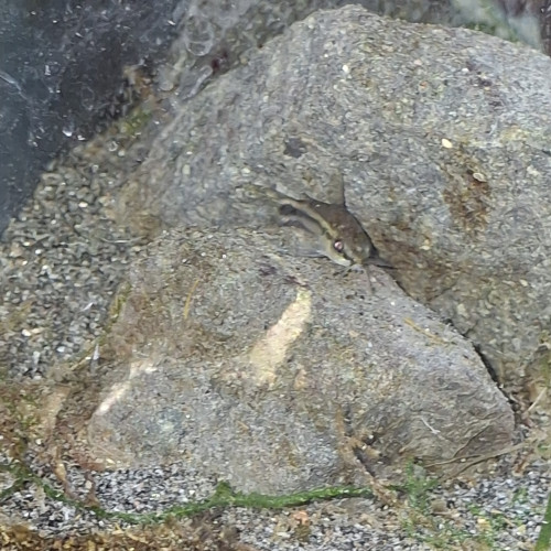 Corydoras pagmaus