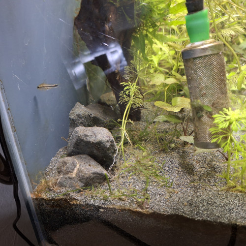Corydoras pagmaus